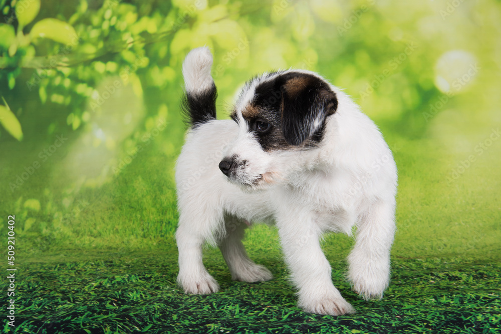 Jack Russell Terrier puppy broken-coated dog on a green background Jack Russell Terrier puppy broken-coated dog on a green background