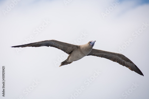 Red-footed booby (Sula sula) in flight.