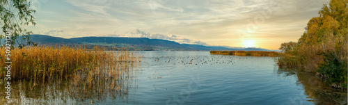 Réserve naturel de la  Grande Cariçaie, à Cheyres,  Canards Nette Rousse