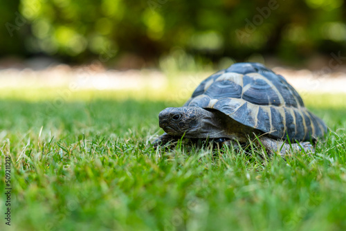 Żółw grecki. Greek turtle 
