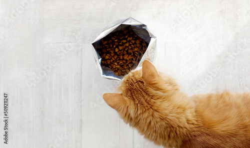 фотографія Ginger cat and cat food in big pack indoors, copy space