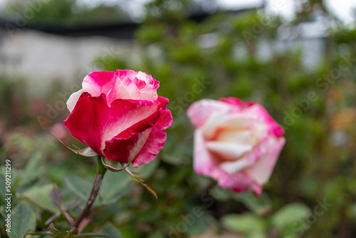 pink rose in garden