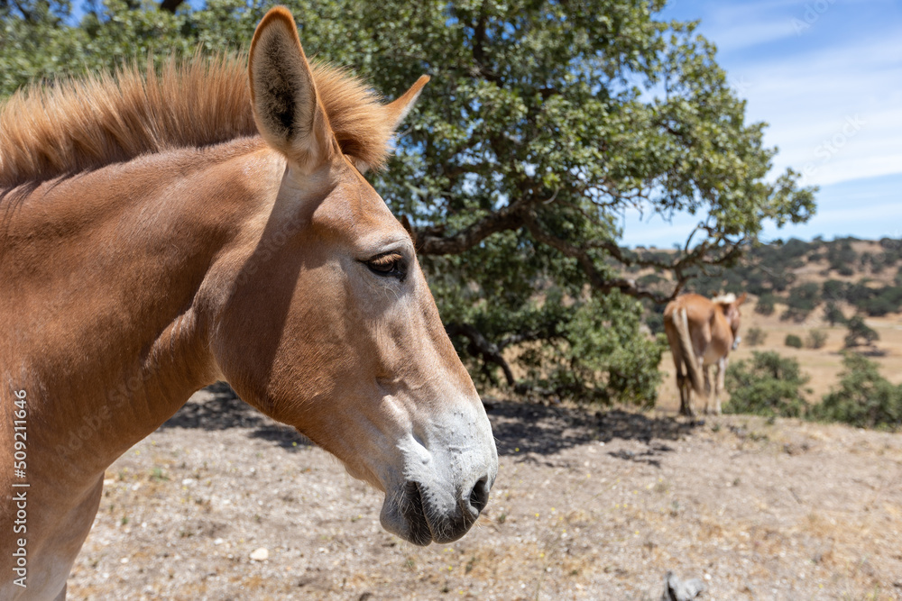 Fototapeta premium Mule on Ranch in California