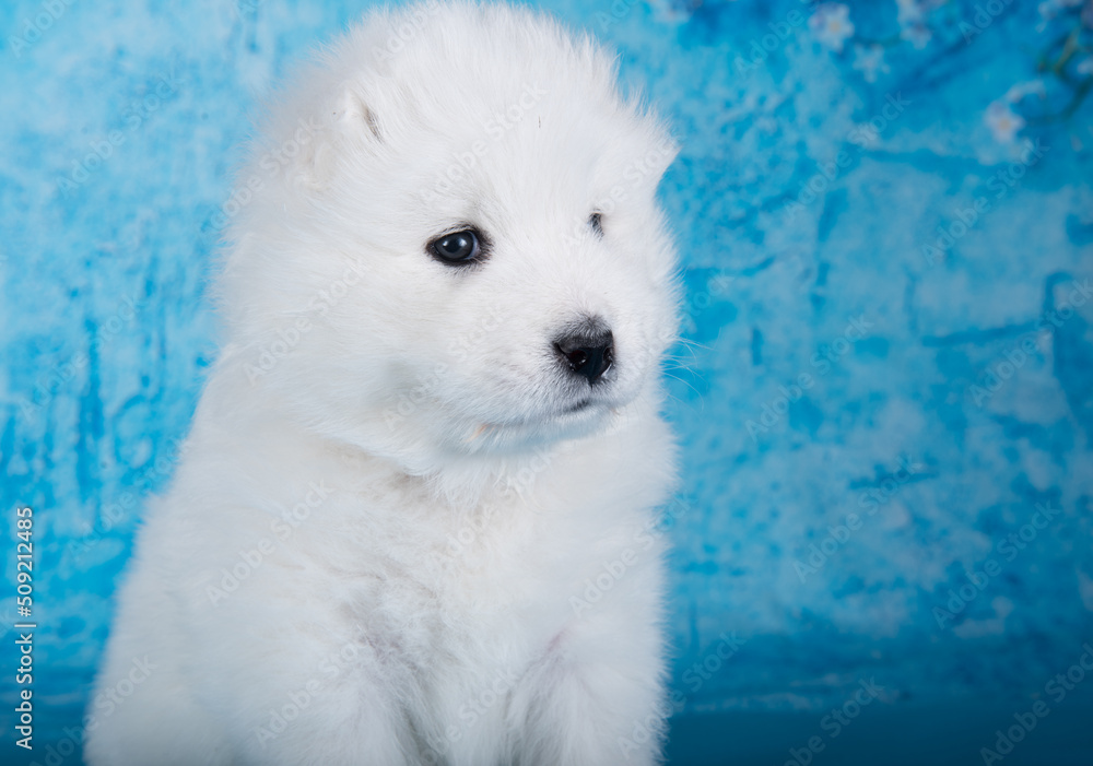 White fluffy small Samoyed puppy dog is sitting on blue background with blue flowers