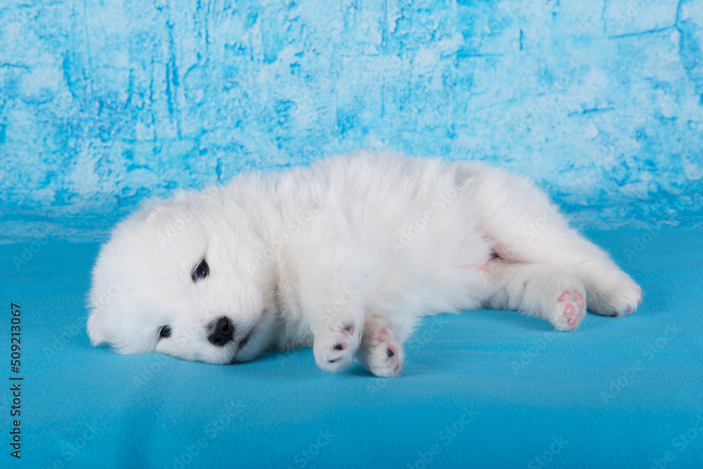 White fluffy small Samoyed puppy dog is sleeping on blue background