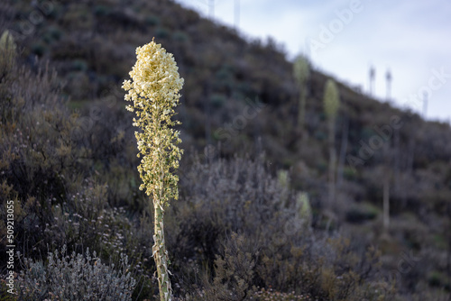 Yucca Plant in Los Olivos, California, Wild Flowers photo