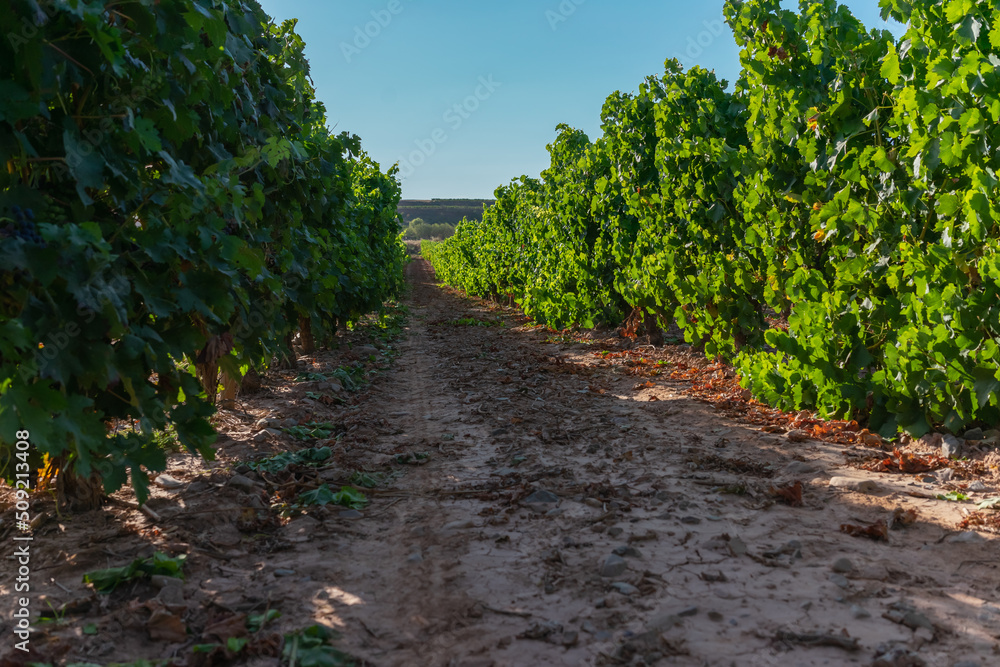 Fototapeta premium I walk among the vines very close to the grape harvest, under a beautiful blue sky.