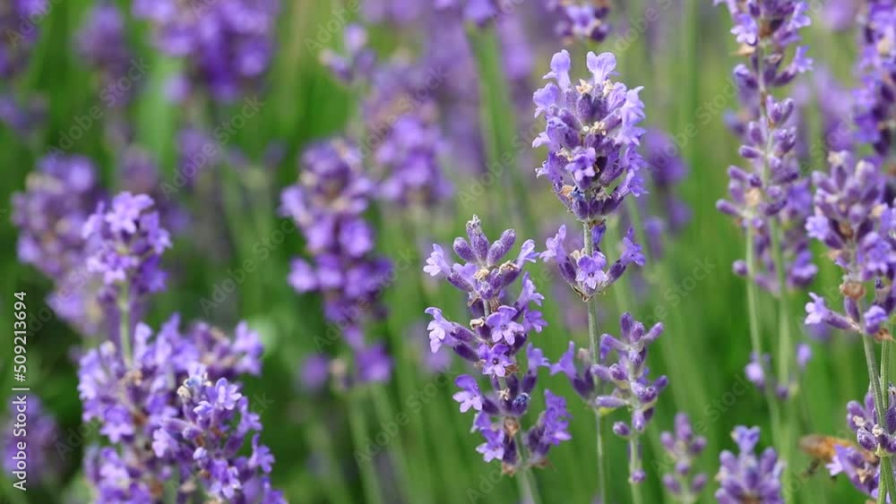 bee sucking the nectar from fragrant lavender flowers in spring bee sucking the nectar from fragrant lavender flowers in spring