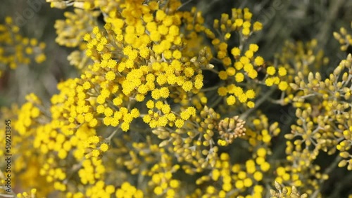 helichrysum flowers with many therapeutic properties including stimulating gastric and pancreatic secretion cholesterol-lowering diuretic spasmolytic antibacterial antifungal anti-inflammatory
