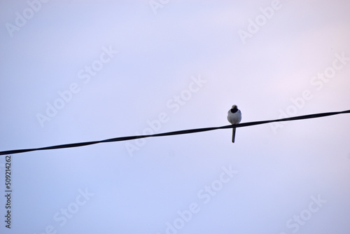A bird on a wire against a blue sky background © Lushchikov Valeriy