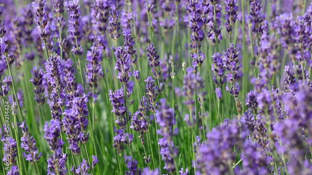 lavender Flowers in the field during the period of the collection of flowers and fragrant essential oils lavender Flowers in the field during the period of the collection of flowers and fragrant essential oils