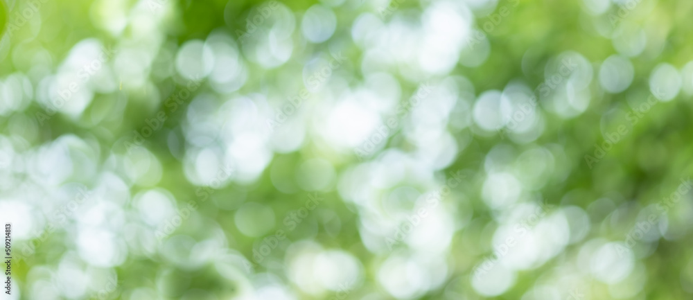 Obraz premium Bokeh green background