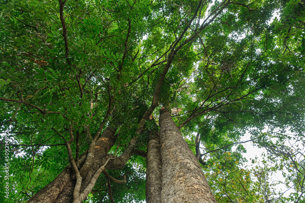Fototapeta premium Earth Day concept with tropical forest background, natural sence with canopy tree