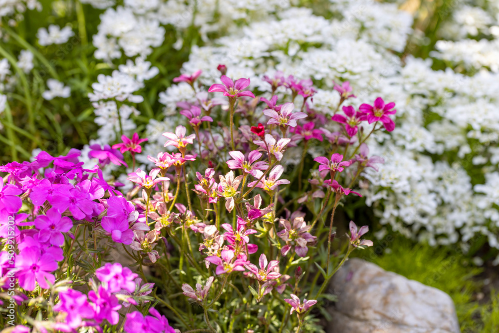 Obraz premium Beautiful colorful spring rock garden, blooming flowers