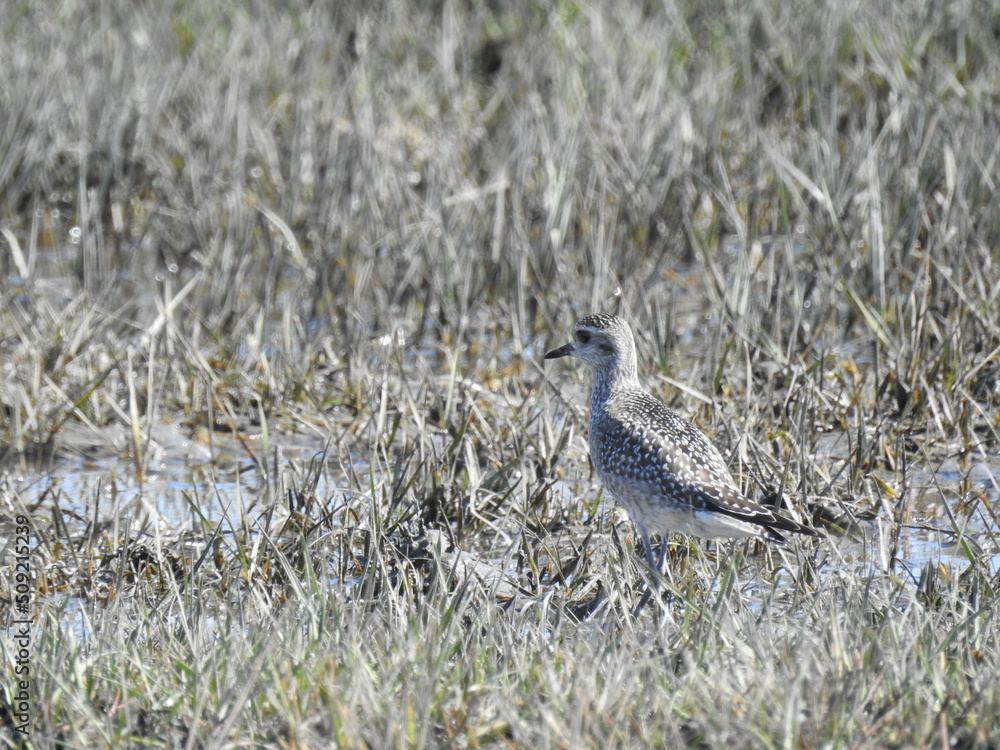 A grey plover making its way across the grassy wetlands of Assateague Island, Worcester County, Maryland.