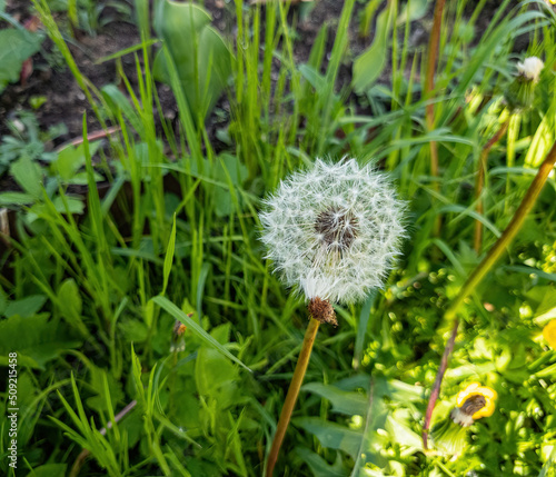 Fluffy dandelion in the garden