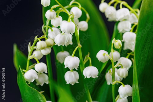 White lilies of the valley close-up