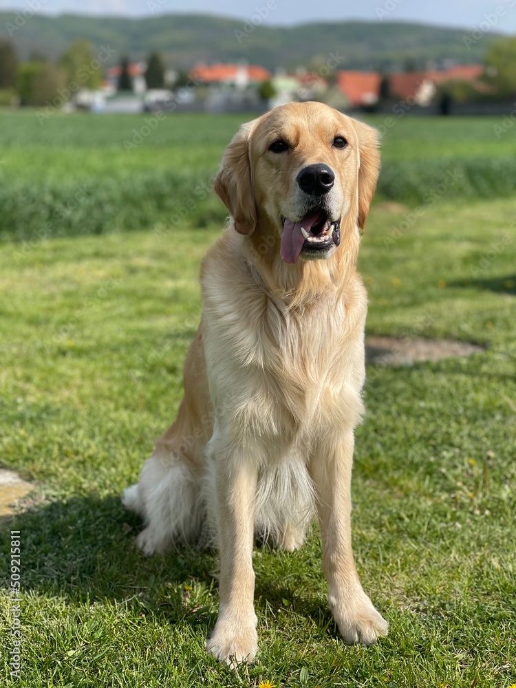 Cute puppy dog portrait Cute puppy dog portrait