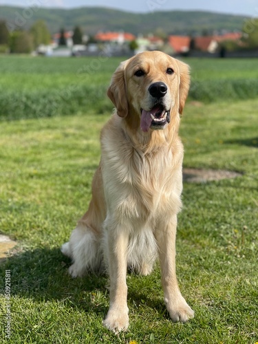 Cute puppy dog portrait 