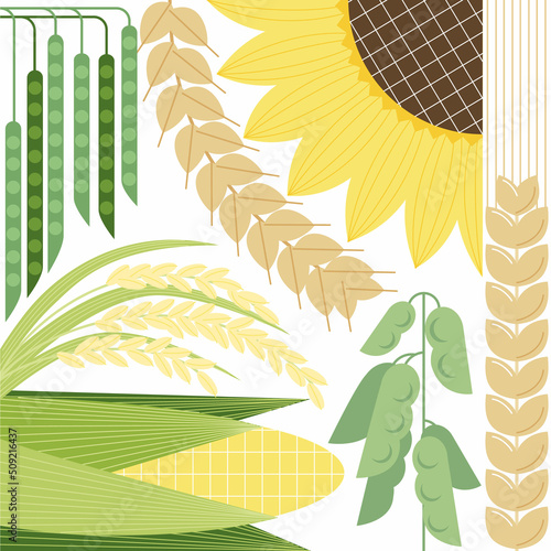 Stampa su tela Seamless pattern with the most popular agricultural crops: wheat, rye, sunflower