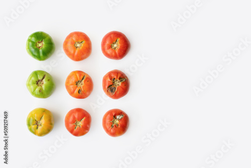 Life cycle of a tomato fruit against bright white background. Minimal natural summer concept. Creative pattern flat lay.
