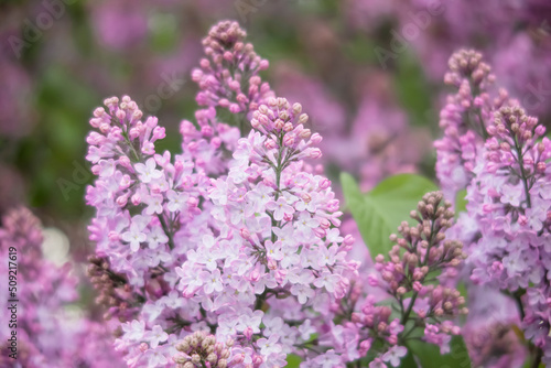 Background image: Blooming lilac bush in the garden in spring