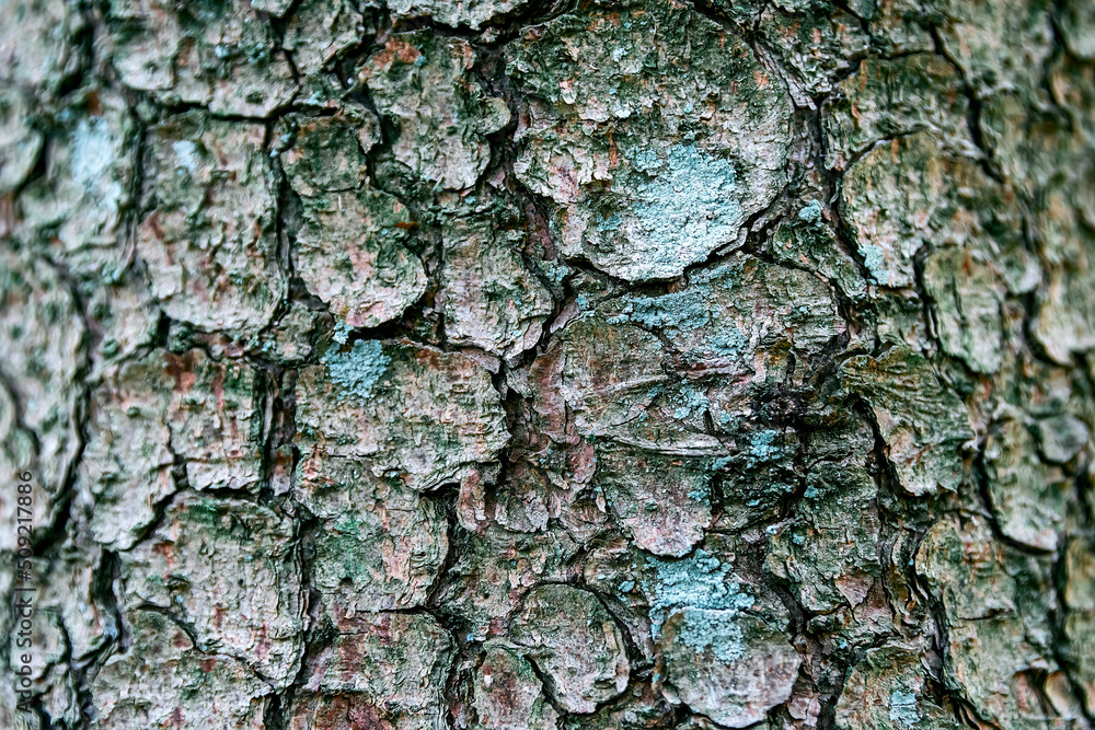 natural texture background gray-brown tree bark with aquamarine patches of moss natural texture background gray-brown tree bark with aquamarine patches of moss