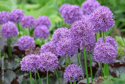 Purple allium  Globemaster  in flower