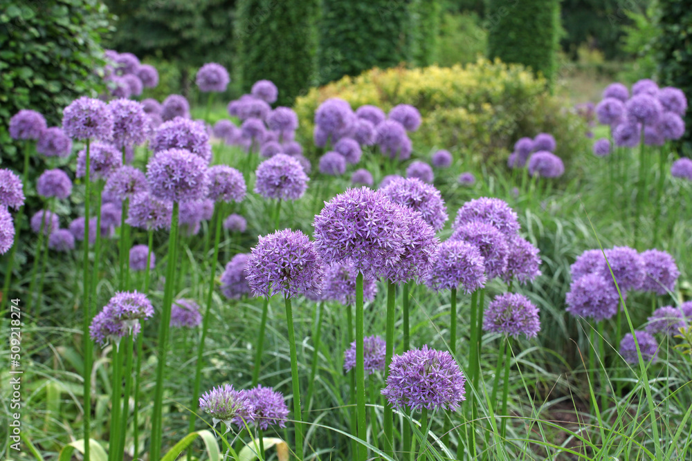 Purple allium 'Globemaster' in flower Purple allium 'Globemaster' in flower