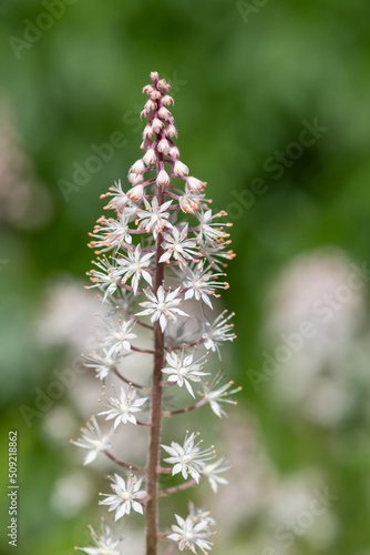 Heartleaf foamflowers (tiarella cordifolia) in bloom © tom