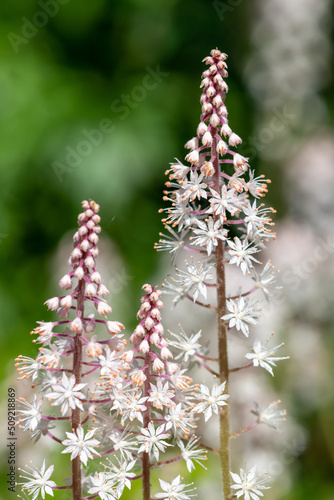 Heartleaf foamflowers (tiarella cordifolia) in bloom photo