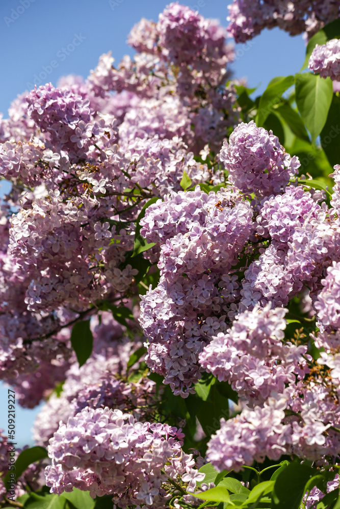 Lilac flowers are blooming. Selective focus