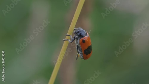 Macro footage of Cercopis vulnerata (black and red froghopper) holding onto a plant stem photo