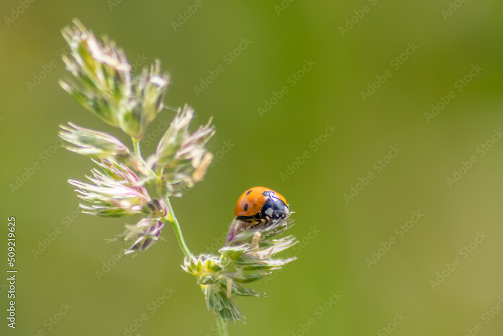 Fototapeta premium Beautiful black dotted red ladybug beetle climbing in a plant with blurred background and much copy space searching for plant louses to kill them as beneficial organism and useful animal in the garden