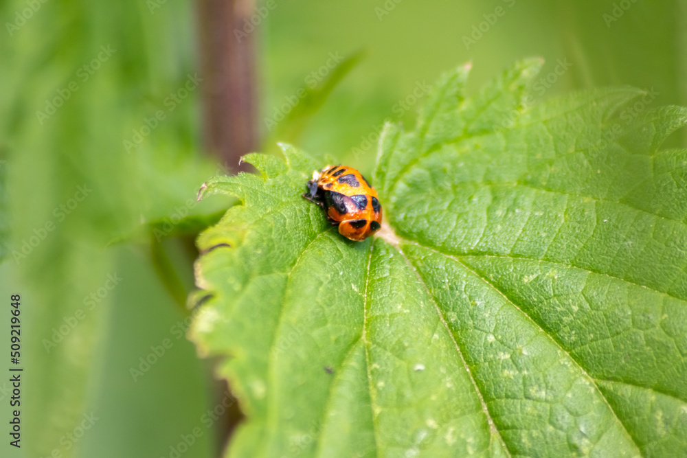 New born ladybug eclosing on a green leaf as switch from larva to ladybug beetle with black dots on its red wings show the new born lucky talisman, harmony and natural pest control in agriculture New born ladybug eclosing on a green leaf as switch from larva to ladybug beetle with black dots on its red wings show the new born lucky talisman, harmony and natural pest control in agriculture