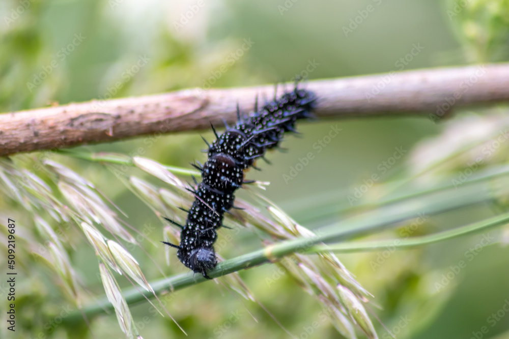 Big black caterpillar with white dots, black tentacles and orange feet ...
