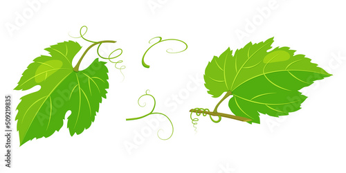 Grape green leaves isolated on white. Vector illustration vine.