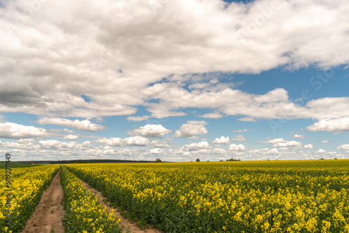 A beautiful flowering rapeseed field against the background of clouds. Traces of wheeled agricultural machinery on a rapeseed field. Rural landscape wallpaper.