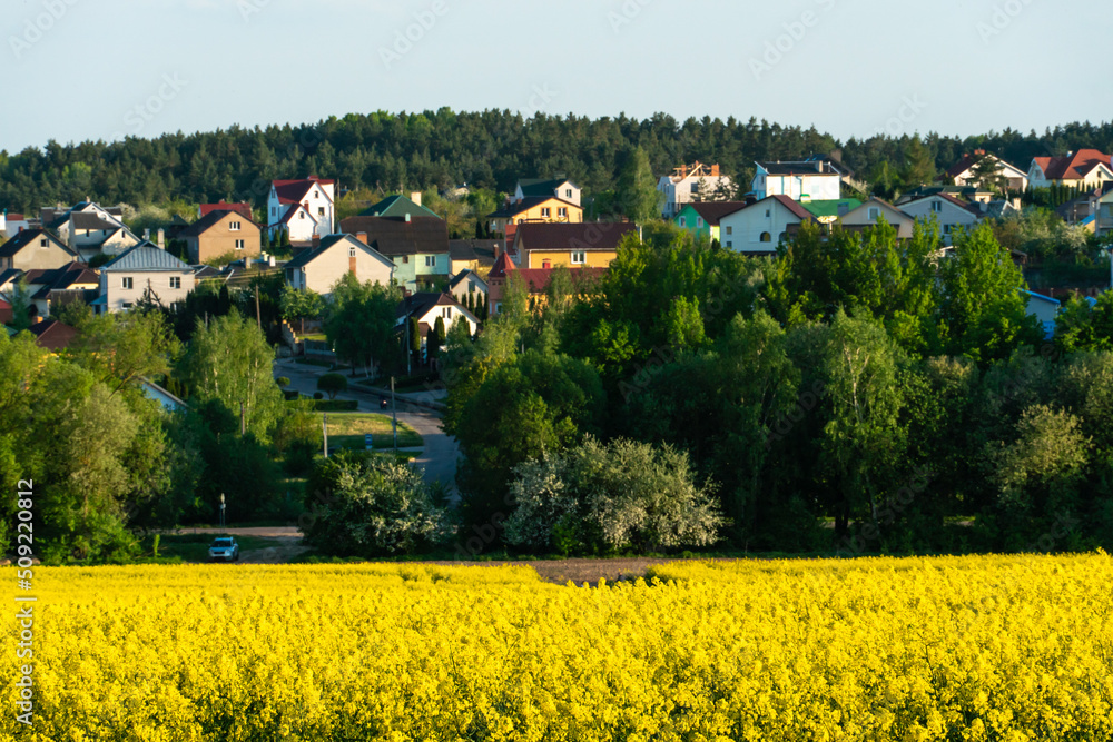 A blooming rapeseed field and a city on the background. An agricultural field near the city in a non-ecologically clean place. The harvest season on the plantations.
