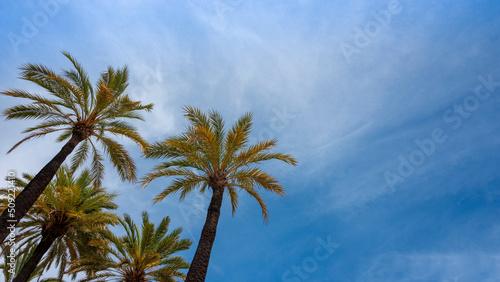 Palm trees against a blue sky