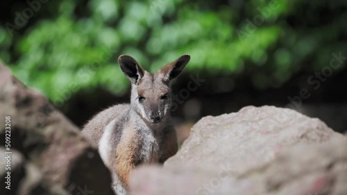 Yellow footed rock wallaby sitting on a rock photo