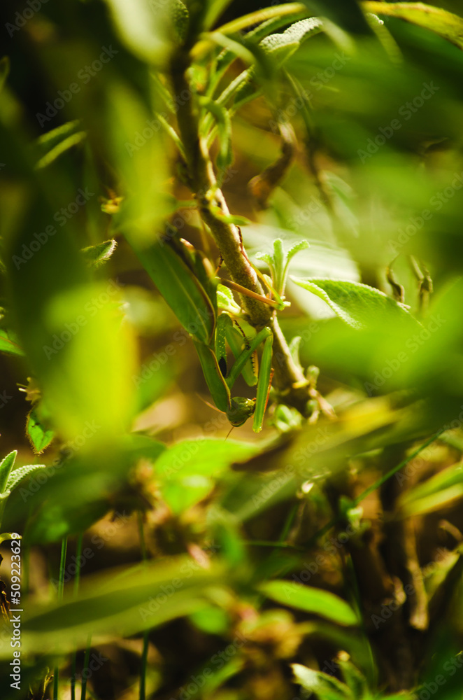 Green mantis on the plant. Natural background colors Green mantis on the plant. Natural background colors
