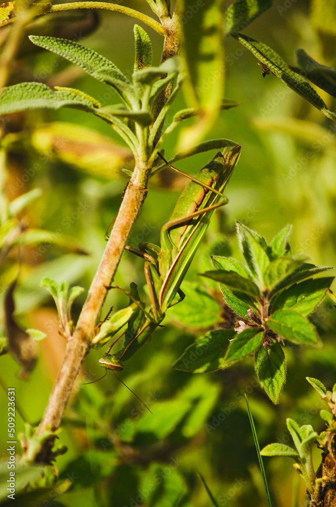 Green mantis on the plant. Natural background colors