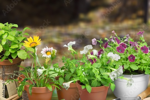 Summer garden life concept. Beautiful petunia flowers in pots outside in the garden.
