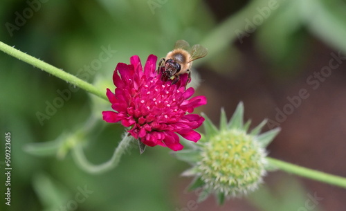 Biene auf einer roten Witwenblume