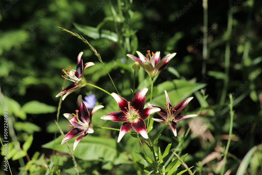 Star-shaped flowers with maroon lily petals Nettie's Pride. Star-shaped flowers with maroon lily petals Nettie's Pride.