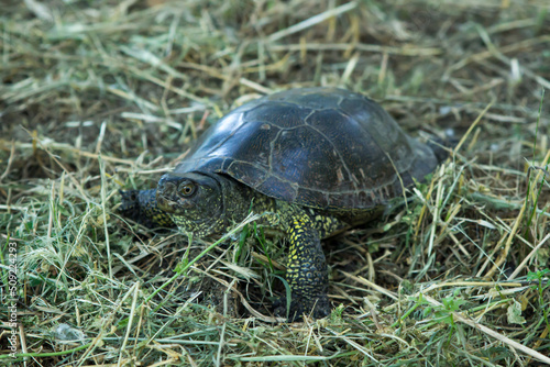 Turtle is walking on the grass in nature. Live nature. Turtle in dry grass