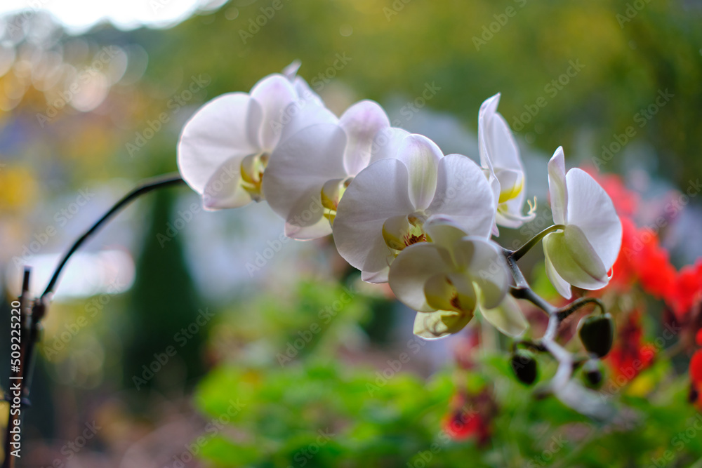 Biały kwiat storczyka na parapecie - obrazy, fototapety, plakaty 