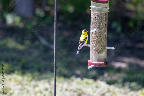 Yellow bird © Bob