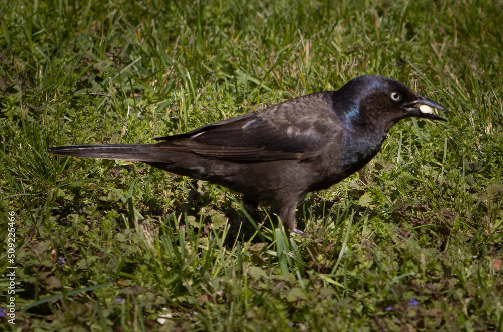 Fototapeta premium blackbird on the grass